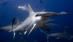 Scalloped Hammerhead off Darwin, Galapagos. Nikkor 12-24mm by Chris Wildblood 